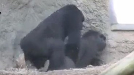 Homem filmando gorila transando no zoológico