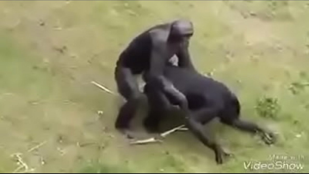 Cenas sensuais de macaco transando